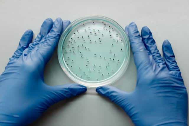Two latex gloved hands holding a Petri dish with something growing in it